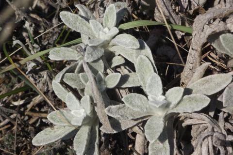 Лимонник предпочитает рыхлую слабокислую почву — ботаники