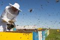 Эксперимент на ульях подтвердил опасения ученых: пчелы при потеплении климата погибнут Эксперимент на ульях подтвердил опасения ученых: пчелы при потеплении климата погибнут