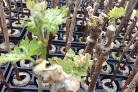 Медный купорос не повышает морозостойкость почек — AgroXXI