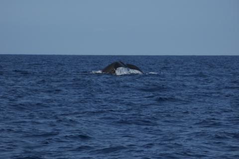 Whale tail