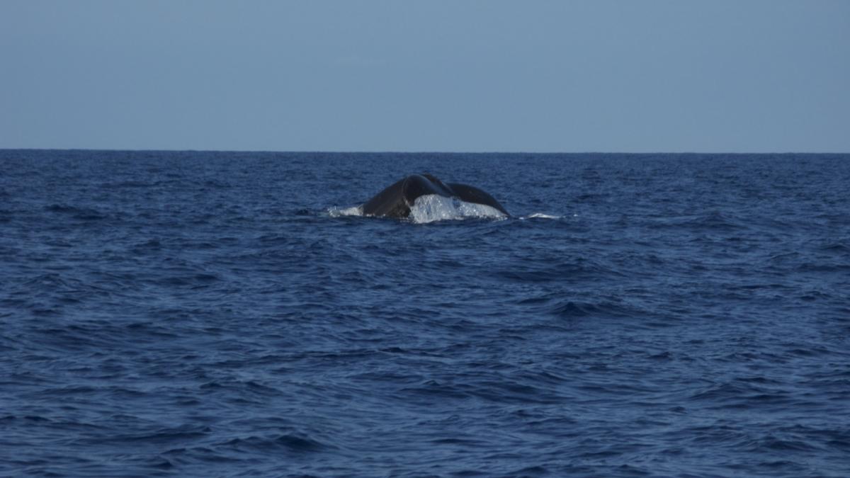 Whale tail Whale tail