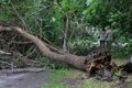 Городские деревья быстро растут и погибают Городские деревья быстро растут и погибают