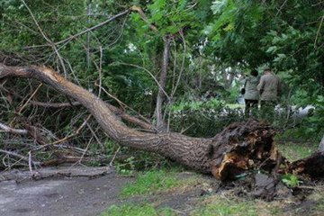 Городские деревья быстро растут и погибают