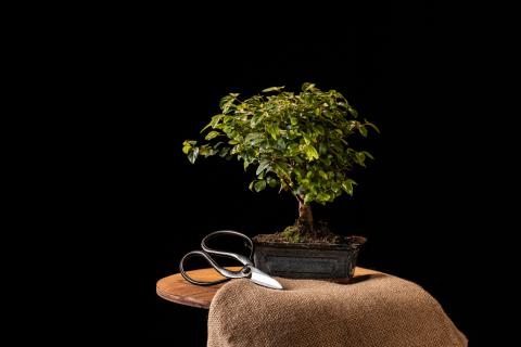 Моховой шар признали простым альтернативным вариантом горшка — Огород