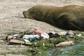 Четверть позвоночных животных умирает из-за людей Четверть позвоночных животных умирает из-за людей