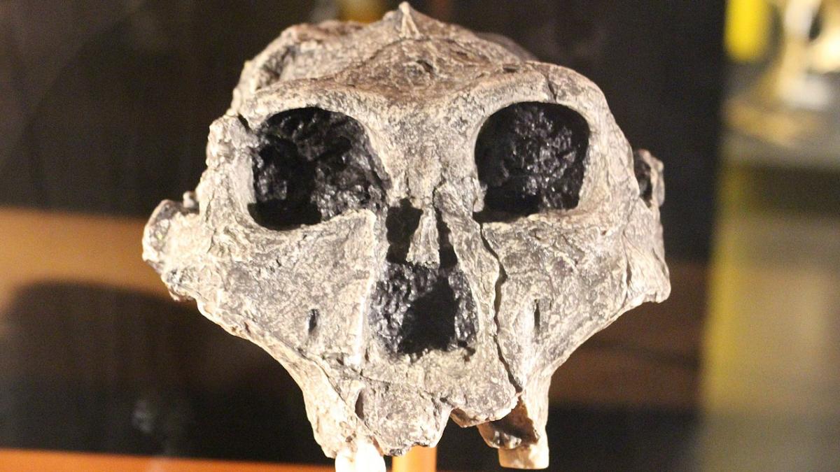 череп Paranthropus robustus череп Paranthropus robustus