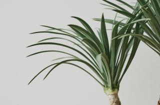 Спатифиллум и антуриум формируют гармоничную атмосферу в доме