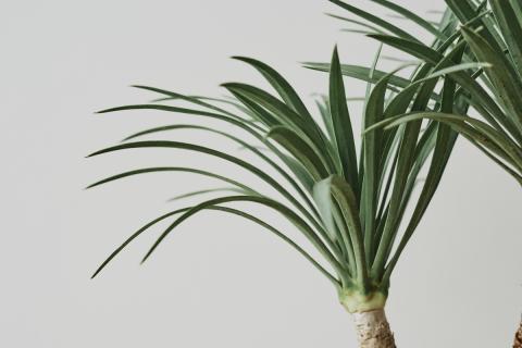 Спатифиллум и антуриум формируют гармоничную атмосферу в доме