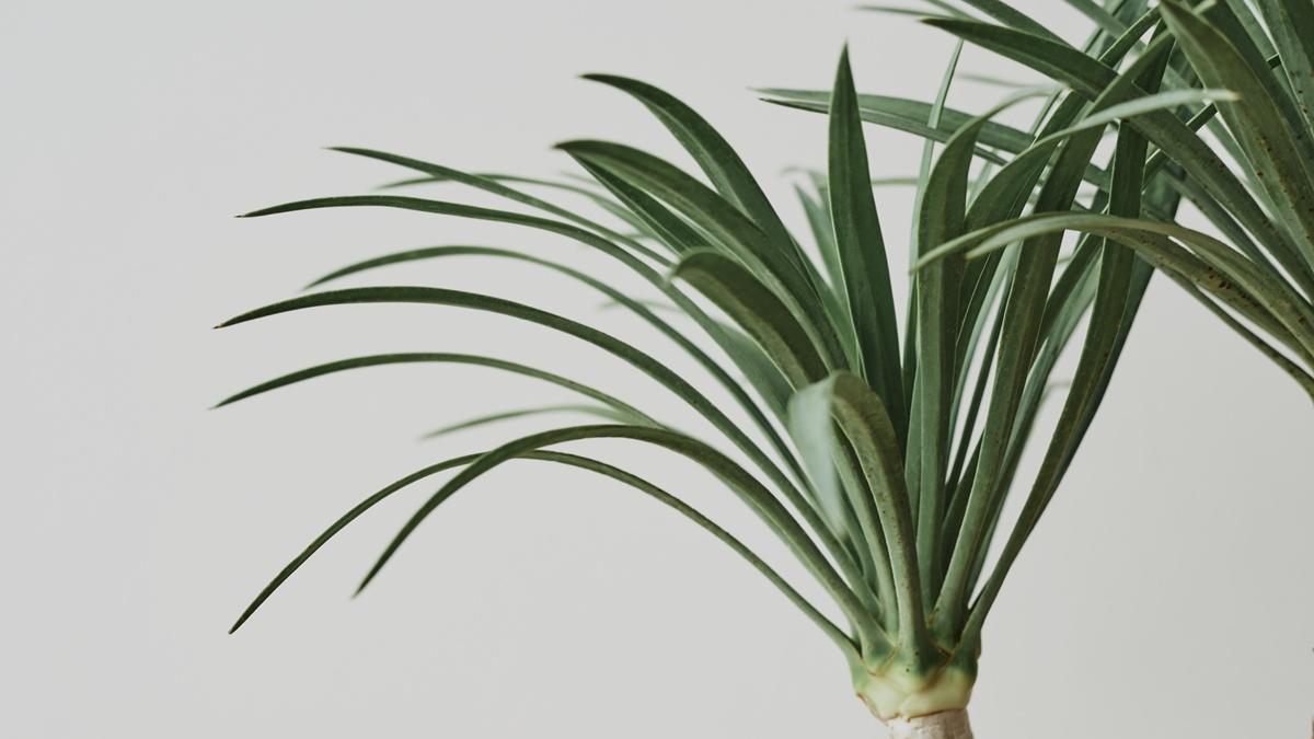 драцена комнатная