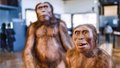 Почему человек лишился волосяного покрова Почему человек лишился волосяного покрова