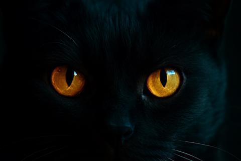 Историки связывают появление приметы о чёрной кошке с охотой на ведьм и чумой