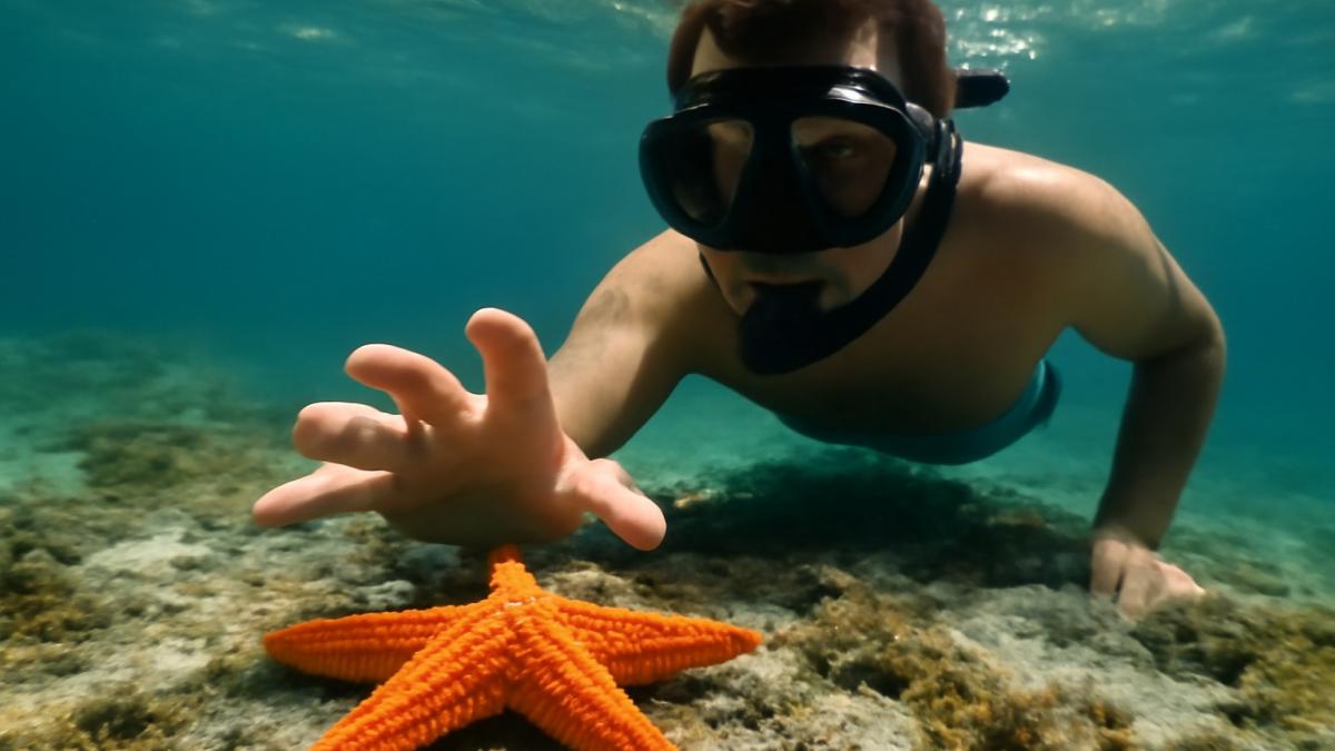 Морская звезда и дайвер Морская звезда и дайвер