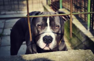 В столице Камчатки питбуль растерзал джек-рассела