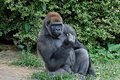 Социальное поведение равнинных горилл похоже на человеческое Социальное поведение равнинных горилл похоже на человеческое