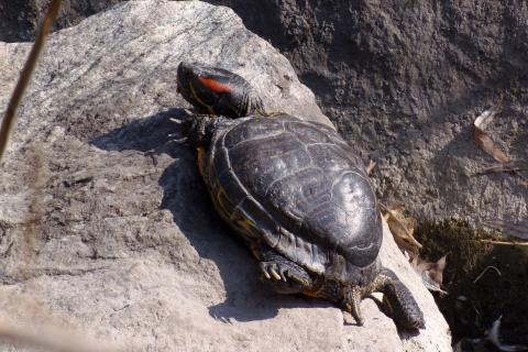 Черепахи используют магнетит для ориентации в океане