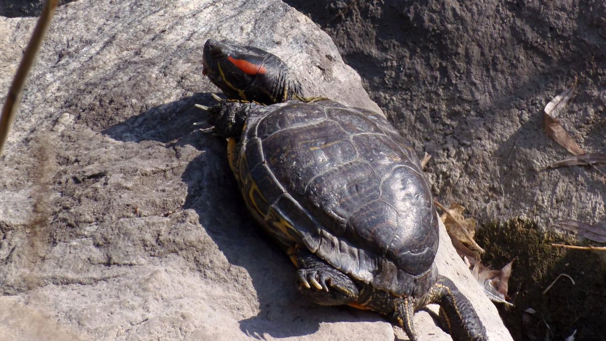 Красноухая черепаха