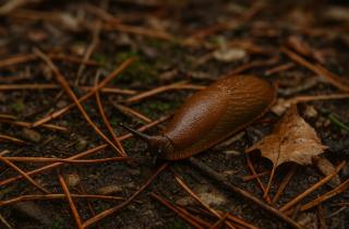 Посолите врагов: какие хитрости применяют  экосадоводы, чтобы не допустить вторжения слизней