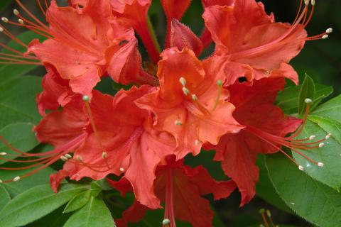 За одну минуту до цветения: секреты ухода за азалией в начале весны для пик цветения