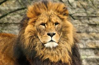 Учёные выявили новый тип львиного рыка с помощью ИИ