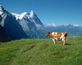 Альпийские экосистемы борются за восстановление