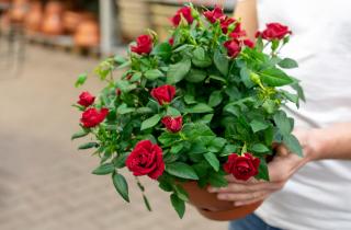 Нашатырный спирт уничтожил тлю на розах за несколько часов — агрономы