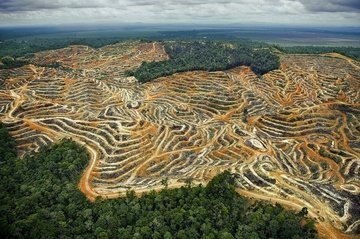 Мирное соглашение в Колумбии - угроза тропическим лесам страны