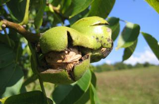 Материал с характером: почему мебель из ореха не стареет, а взрослеет