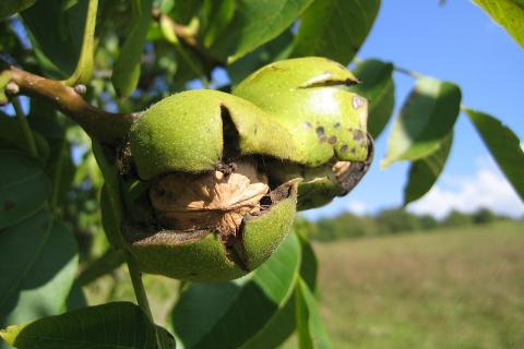 Материал с характером: почему мебель из ореха не стареет, а взрослеет