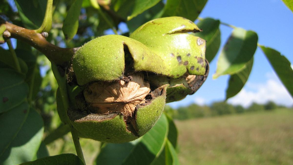 Грецкий орех