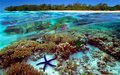 Глобальное потепление меняет Большой Барьерный риф Глобальное потепление меняет Большой Барьерный риф