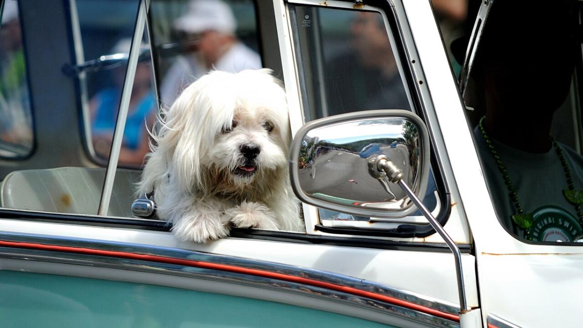 Собака в автомобиле