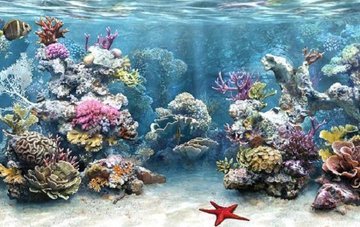 Коралловые рифы экватора более устойчивы к изменениям климата