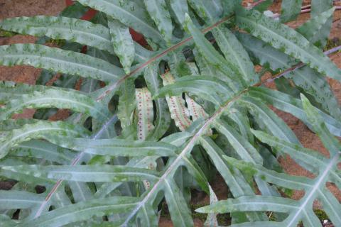 Папоротник Флебодиум Голубой Звёздчатый успешно растёт при слабом освещении