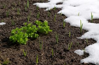 Как защитить растения от возвратных заморозков — Огород.ru