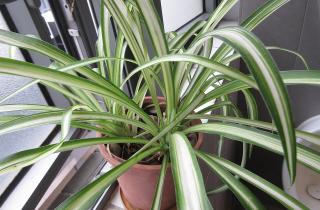 Хлорофитум требует умеренного полива с учётом сезона