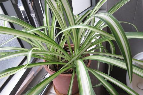 Хлорофитум требует умеренного полива с учётом сезона