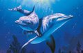 Чем по ночам занимаются дельфины Чем по ночам занимаются дельфины