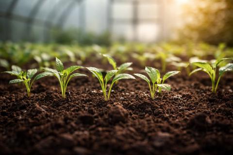 Рассада бледнеет и чахнет?  Удобрения не спасут — вот что нужно растениям на самом деле