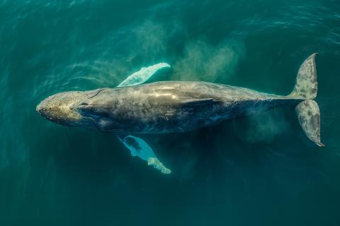 Учёные: древний кит Perucetus colossus весил до 340 тонн и стал самым массивным существом всех времён