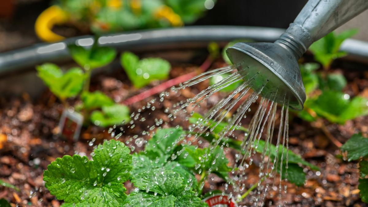 Полив грядок из лейки