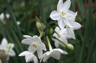 Нарциссы выдерживают позднюю посадку в промёрзший грунт — агрономы