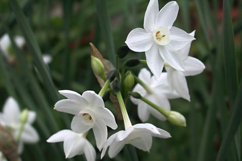 Нарциссы выдерживают позднюю посадку в промёрзший грунт — агрономы