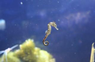 Самцы морских коньков вынашивают потомство благодаря андрогенам — Аксель Мейер