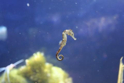 Самцы морских коньков вынашивают потомство благодаря андрогенам — Аксель Мейер