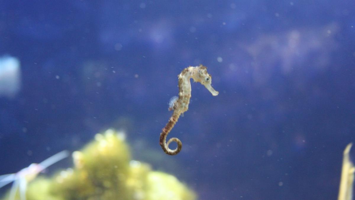 Морской конек