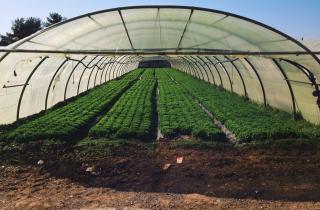 Севооборот увеличивает урожайность на 20 %— Китайский аграрный университет