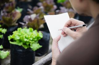 Салат для подоконника выбирают с пометкой балконный — агрономы