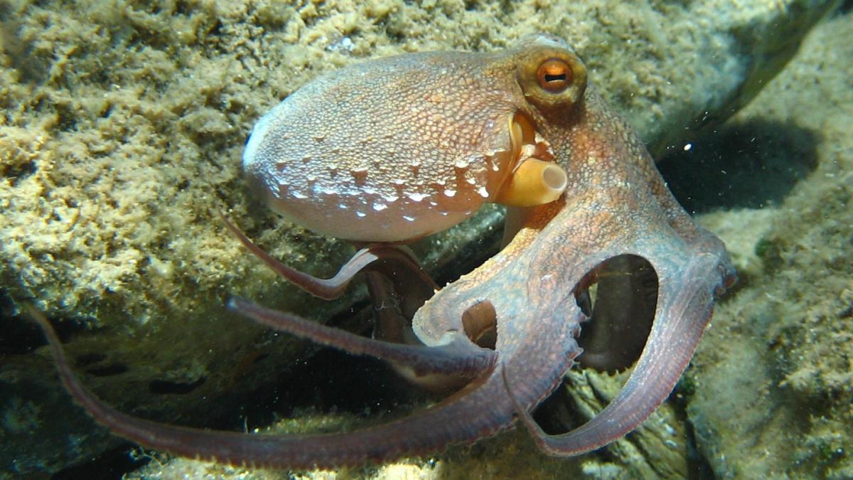 Octopus vulgaris2
