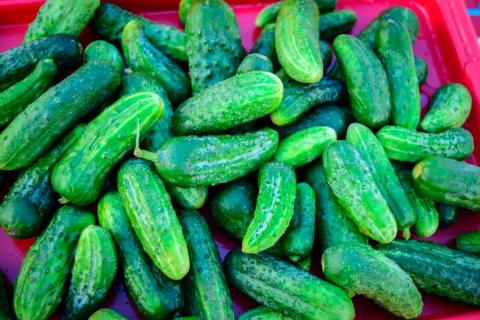 Мульча снизила перегрев почвы — агрономы