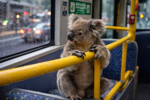 В Югре штрафы за безбилетный проезд выросли до 5 000 рублей